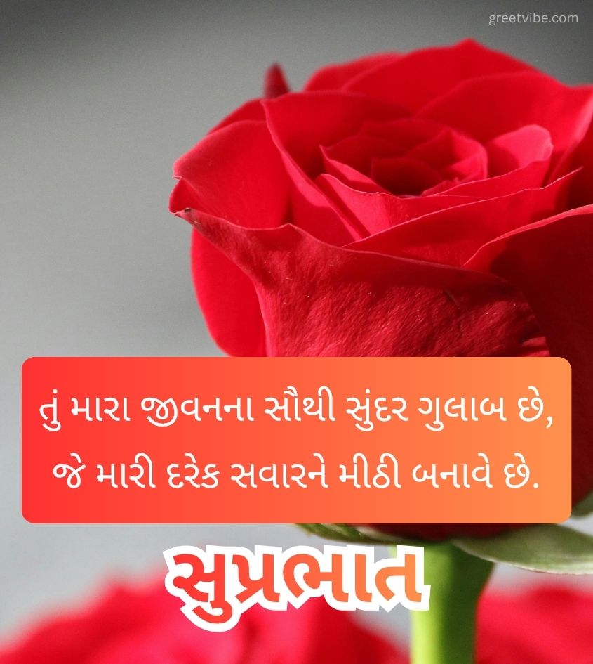 Love Good Morning Images Gujarati with Rose