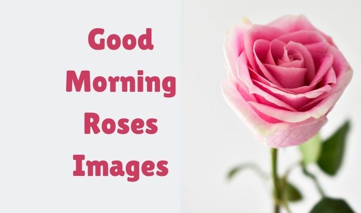 Good Morning Roses Images