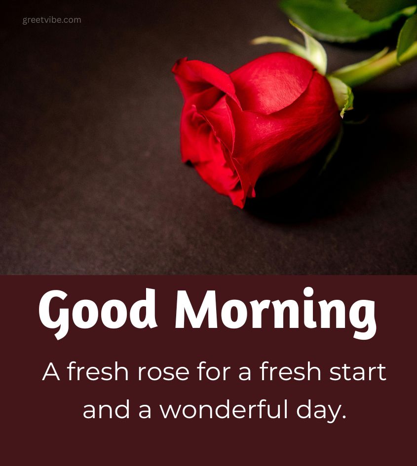 Good Morning Roses Images for Her