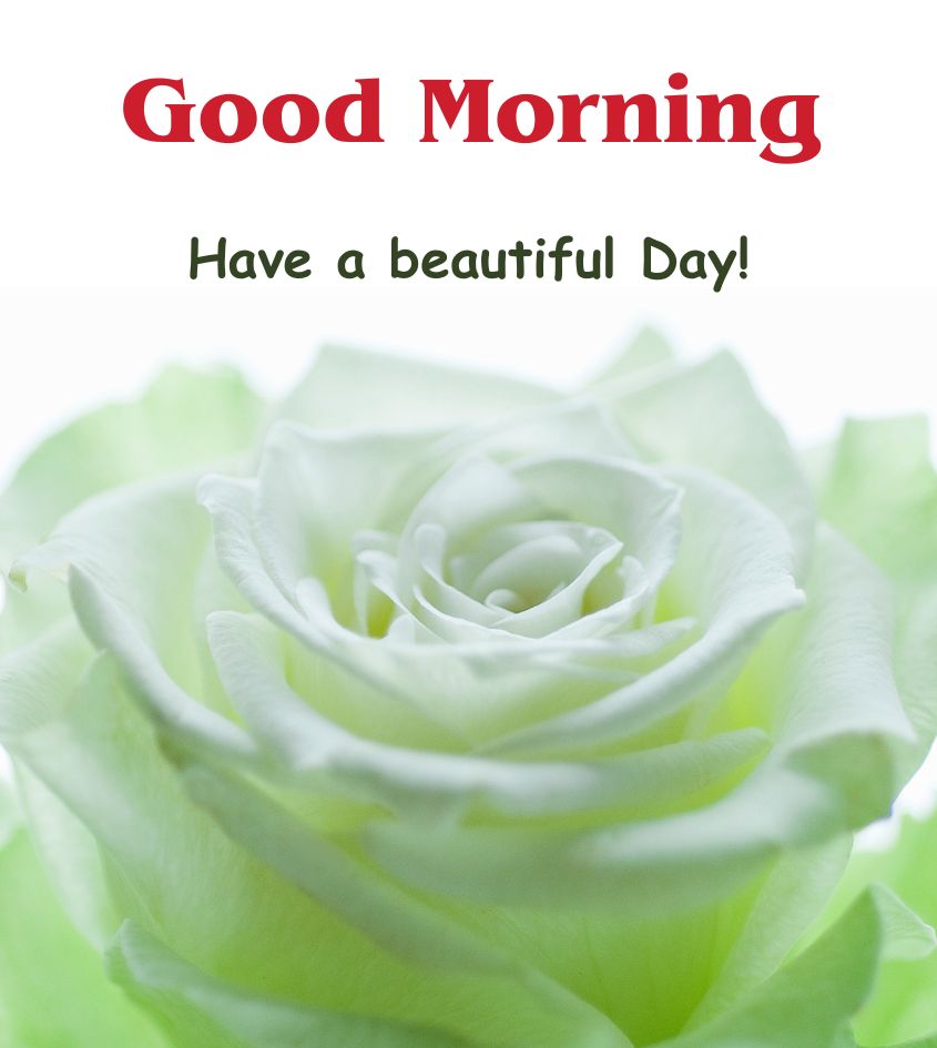 Good Morning Flower Images Rose